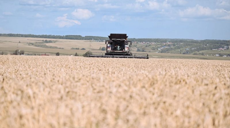 Аграрии Чувашии убрали около 85% площадей зерновых культур